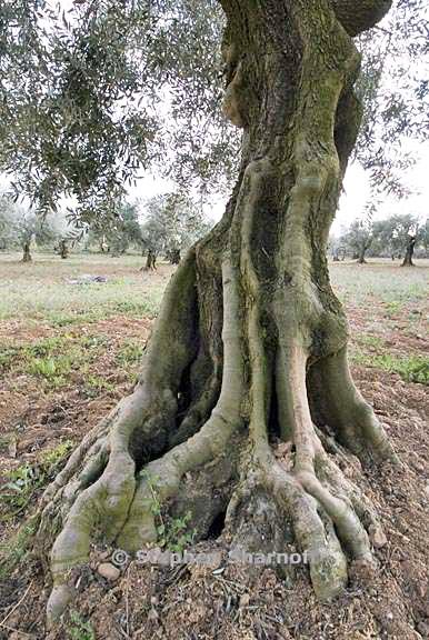 olea europaea 2 graphic